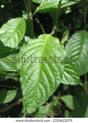 front view of  shiney keci beling leaves