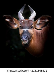 A Front View Shot Of A Lowland Bongo Animal With Dark Background