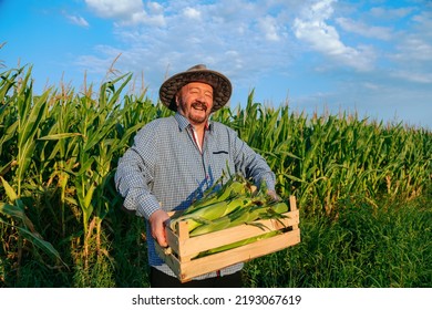 Front View Sly Smile Of An Elderly Farmer Worker Carries Box Of Corn Through Richly Harvested Field Looking At Camera. Senior Man Happy About The Big Harvest. The Clear Sky, A Lot Of Corn Around. 