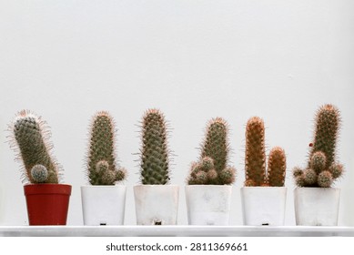 Front view of small cactus pots lined up in a row against a white wall.