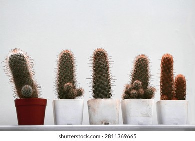 Front view of small cactus pots lined up in a row against a white wall.