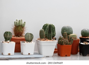 Front view of small cactus pots lined up in a row against a white wall.