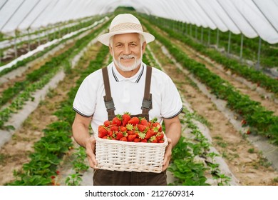 Front view of smiling senior man in brown overalls holding beige wicker basket with berries in spacious greenhouse. Concept of enjoying fresh strawberries freshly picking from ground in hothouse.