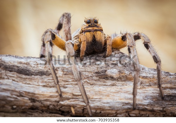 front view\
of Spider with big eyes lycosa\
tarantula
