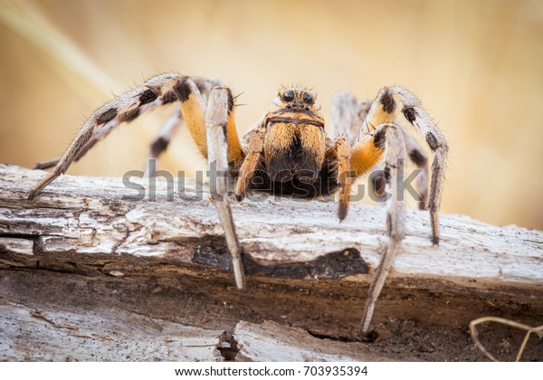 front view\
of Spider with big eyes lycosa\
tarantula