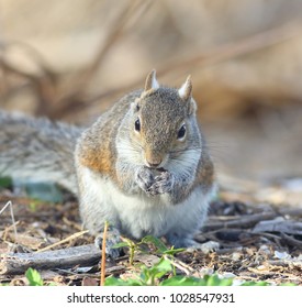Front view of a squirrel eating in the forest