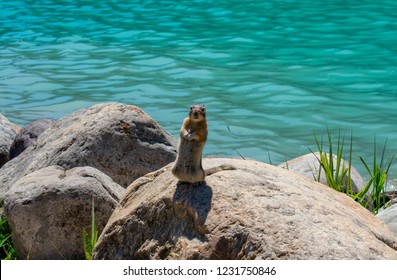 Front view of squirrel standing over rocks with a lake as background 