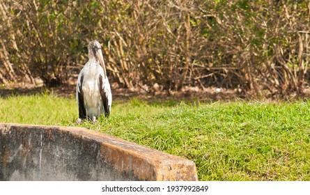 Front View Of A Stork, Molting Feathers In A Tropical Location, Behind A Concrete, Storm Drain