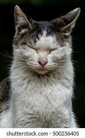 Front view of a stray cat closing eyes