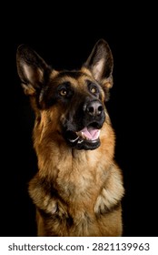 Front view studio portrait of a smiling purebred German Shepherd dog with perked ears and open mouth, looking attentively upward against a black background.