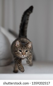 Front View Of Tabby Domestic Shorthair Cat Jumping Over The Couch Towards Camera Chasing The Red Dot Of A Laser Pointer