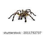 Front view of Tarantula (Theraphosidae) on white background.