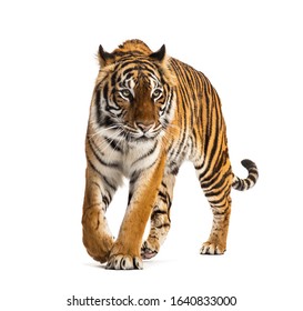 Front View Of A Tiger Walking, Big Cat, Isolated On White