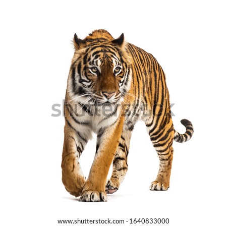 Front view of a tiger walking, big cat, isolated on white