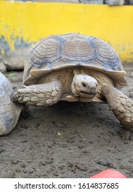 Front View Of A Title / Tortoise Is Walking With Its One Leg Above The Shell Of Another Tortoise.