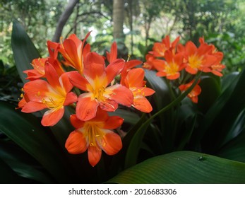 Front view of two bouquet of  orange flowers with a jungle background, Macro shot of two bunch of Clivia miniata