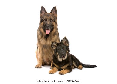 Front View Two German Shepherd Dogs Stock Photo 53907664 | Shutterstock