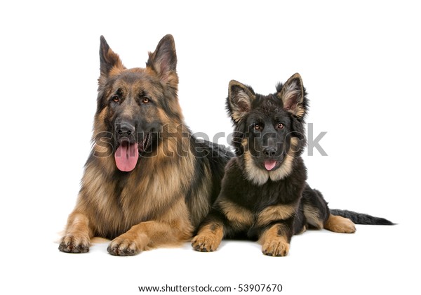 Front View Two German Shepherd Dogs Stock Photo (Edit Now) 53907670