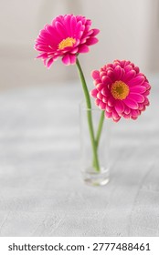 Front view of two pink gerbera daisies with yellow centers in a clear glass vase on a gray textured surface, a floral decoration concept. Selective focus.