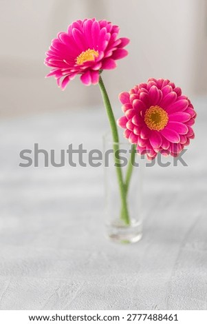 Front view of two pink gerbera daisies with yellow centers in a clear glass vase on a gray textured surface, a floral decoration concept. Selective focus.