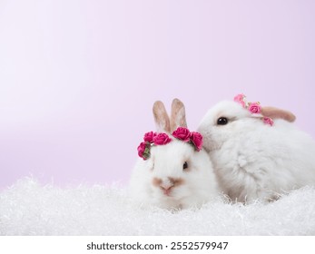 Front view of two white rabbit sitting on pink background. Lovely action of couple rabbit.