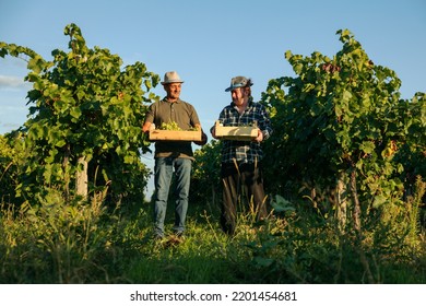 Front View Two Winemaker Male Farmer In Vineyard Pick Up Box Grape From Ground Talk Discuss The Harvest, Smile. Agronomist Check The Quality Of Grown Grape Plants. Weather Is Nice, Hot Outside.