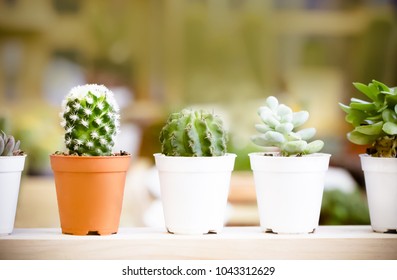 Front view of various small cactus in plastic pots put in rows together for sale.Blurred and selective focus.