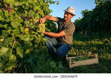 Front view vineyard male farm worker picks bunches grape from vine carefully attentively stack in a box. Winemaker smiles contentedly, the harvest has grown well. Background rows of vineyard. - Powered by Shutterstock