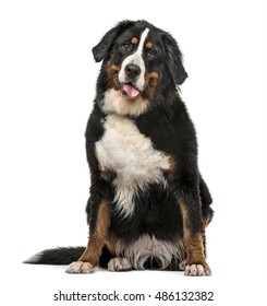 Front View Of A Wet Bernese Mountain Dog Sitting And Panting Isolated On White