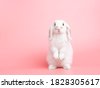 rabbit white background