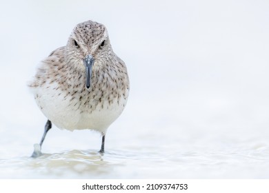 Front view of a White-rumped Sandpiper who is standing in the water in Chile