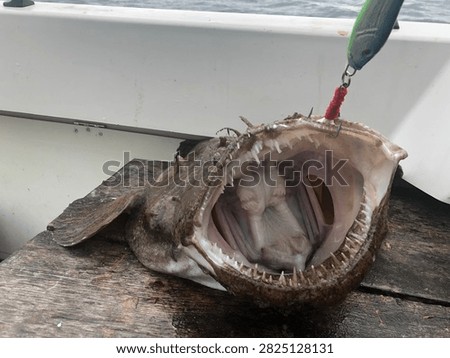 Front view of a wild monkfish gaping wide open directly at the camera