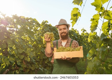 Front view winegrower bearded looking at camera young farmer holding a bunch and a box of grapes in his hands behind the sun is shining. A man in a hat with a smile on his face. Copy space. - Powered by Shutterstock