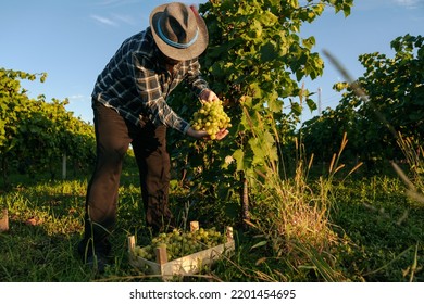 Front view winemaker senior farmer man in hat leaned over a grapevine picked a bunch to check the quality of the berries. Agronomist middle of vineyard on a hot day, harvesting began. Copy space. - Powered by Shutterstock