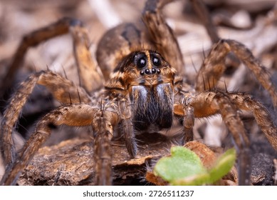 Front view of a Wolf Spider, motionless in the scrup of a yard. Tennessee.