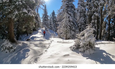 Front view of woman snow shoe hiking through fir tree forest after heavy snowfall in Bad Bleiberg, Carinthia, Austria, Europe. Trail leading to Kobesnock. Hanging tree branches in winter wonderland