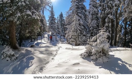 Front view of woman snow shoe hiking through fir tree forest after heavy snowfall in Bad Bleiberg, Carinthia, Austria, Europe. Trail leading to Kobesnock. Hanging tree branches in winter wonderland