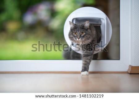 front view of a young blue tabby maine coon cat coming home from outdoors passing through cat flap in window