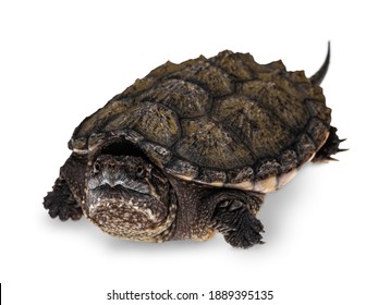 Common snapping turtle Images, Stock Photos & Vectors | Shutterstock