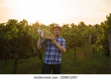 Front View A Young Farmer Man Holding Box Of Grapes . Agronomist Worker Stands In Vineyards.