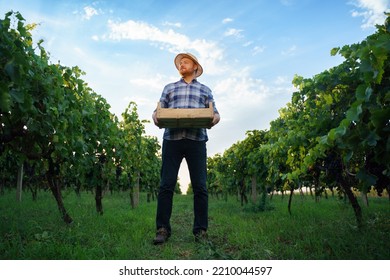 Front view a young farmer winegrower worker man in a hat stands with box full of grapes in his hands. Background large grape plantation in nice clear sunny weather. - Powered by Shutterstock