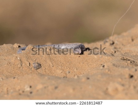 front view of zarundys worm lizard lying on desert sand
