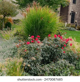 A front yard with a bed of knockout red roses, Miscanthus sinensis 'Purpurascens', flame grass and Pennisetum  alopecuroides,Red Head grass, providing dynamic interest for four seasons.

