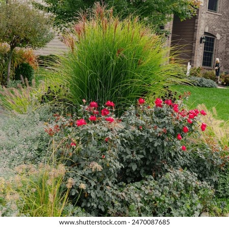 A front yard with a bed of knockout red roses, Miscanthus sinensis 'Purpurascens', flame grass and Pennisetum  alopecuroides,Red Head grass, providing dynamic interest for four seasons.

