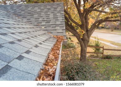Front Yard Clogged Gutter Near Roof Shingles Of Residential House Full Of Dried Leaves And Dirty Need To Clean-up. Blocked Drain Pipe On Rooftop. Gutter Cleaning And Home Maintenance Concept