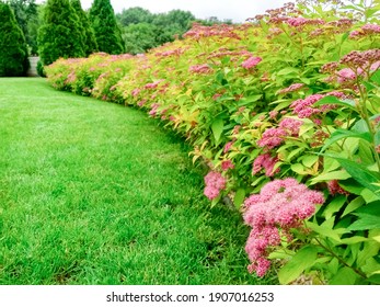 The front yard in spring garden landscape design with bright green lawn and flowers Spiraea