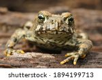 A frontal close up of a juvenile western toad , Anaxyrus boreas found in the forest hidden in some wood , in Rogue River-Siskiyou National Forest - Grayback Campground