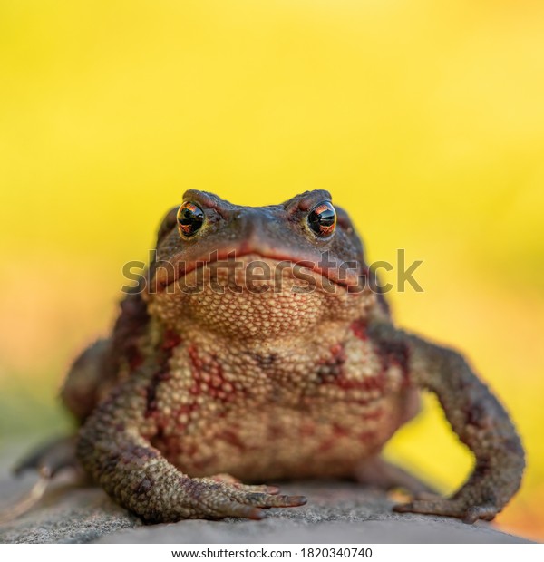 Frontal close up\
shot of European toad (Bufo bufo) sitting on a gray stone isolated\
on bright yellow\
background