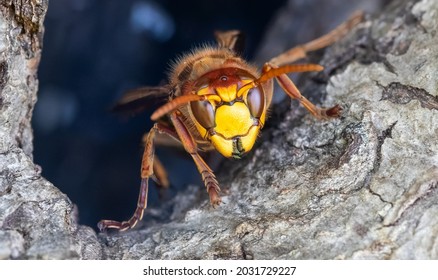 Frontal Close-up of a European hornet (Vespa crabro) guarding the entrance of their nest 