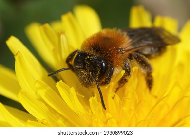 Frontal closeup of a female Grey-patched Mining Bee. Andrena nitida on yellow dandelion flower, Taraxacum officinale